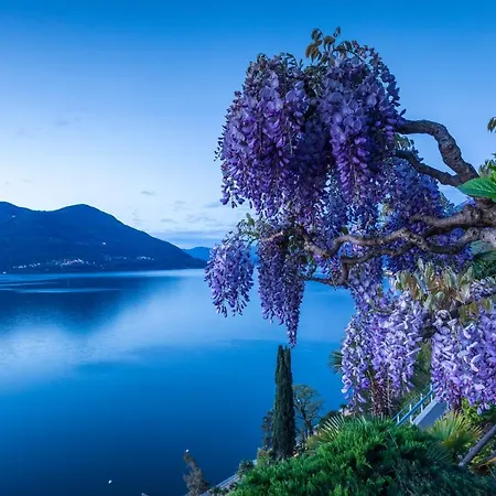 لاروكا البوتيكي